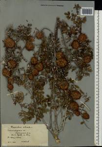 Glycyrrhiza echinata L., Eastern Europe, Lower Volga region (E9) (Russia)