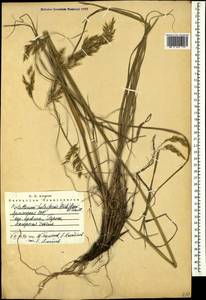 Piptatherum holciforme (M.Bieb.) Roem. & Schult., Caucasus, Armenia (K5) (Armenia)