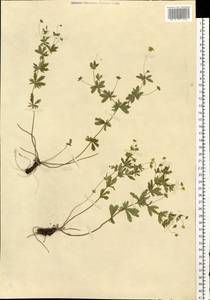 Potentilla erecta (L.) Raeusch., Eastern Europe, West Ukrainian region (E13) (Ukraine)