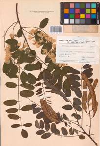 Robinia pseudoacacia L., Eastern Europe, South Ukrainian region (E12) (Ukraine)