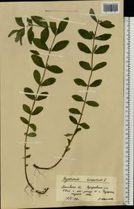 Hypericum hirsutum L., Eastern Europe, Moscow region (E4a) (Russia)