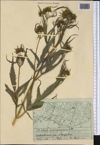 Bidens maximowicziana Oett., Siberia, Russian Far East (S6) (Russia)