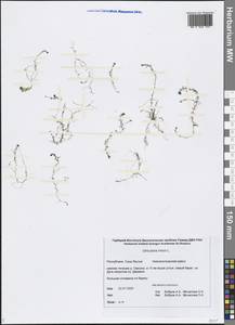 Utricularia minor L., Siberia, Yakutia (S5) (Russia)