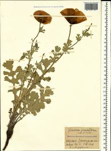 Glaucium grandiflorum Boiss. & A. Huet, Caucasus, Armenia (K5) (Armenia)
