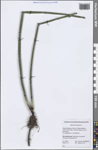 Equisetum hyemale L., Siberia, Western Siberia (S1) (Russia)