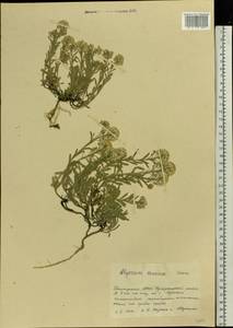 Alyssum lenense Adams, Eastern Europe, Eastern region (E10) (Russia)