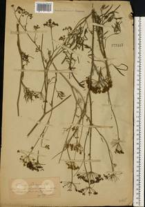 Silaum silaus (L.) Schinz & Thell., Eastern Europe, South Ukrainian region (E12) (Ukraine)