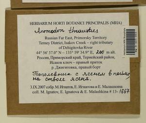 Anomodon thraustus Müll. Hal., Bryophytes, Bryophytes - Russian Far East (excl. Chukotka & Kamchatka) (B20) (Russia)