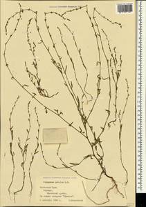 Polygonum patulum M.Bieb., Crimea (KRYM) (Russia)