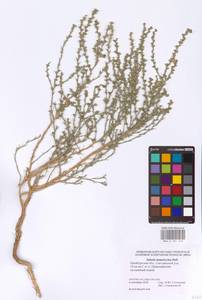 Salsola tamariscina Pall., Eastern Europe, Eastern region (E10) (Russia)