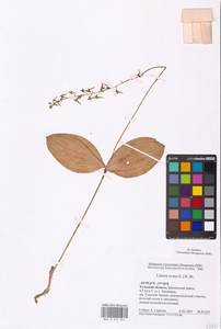 Neottia ovata (L.) Bluff & Fingerh., Eastern Europe, Central region (E4) (Russia)