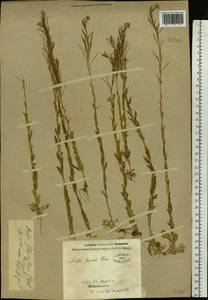 Arabis planisiliqua subsp. nemorensis (Wolf ex Hoffm.) Soják, Eastern Europe, North-Western region (E2) (Russia)