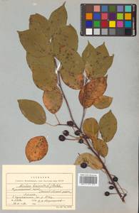 Malus baccata (L.) Borkh., Siberia, Russian Far East (S6) (Russia)