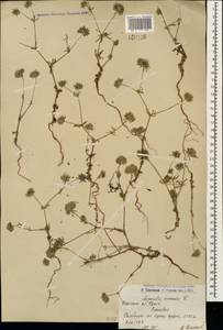 Asperula arvensis L., Caucasus, Armenia (K5) (Armenia)