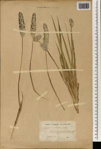 Imperata cylindrica (L.) Raeusch., South Asia, South Asia (Asia outside ex-Soviet states and Mongolia) (ASIA) (Turkey)