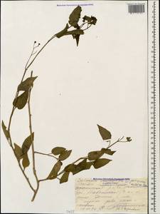 Solanum dulcamara L., Caucasus, Krasnodar Krai & Adygea (K1a) (Russia)