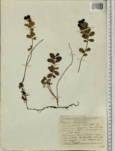 Vaccinium vitis-idaea L., Siberia, Yakutia (S5) (Russia)