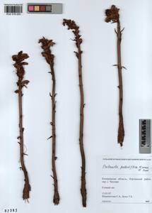 Orobanche reticulata subsp. pallidiflora (Wimm. & Grab.) Hayek, Siberia, Altai & Sayany Mountains (S2) (Russia)