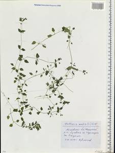 Stellaria media (L.) Vill., Eastern Europe, Moscow region (E4a) (Russia)