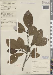 Artocarpus parvus Gagnep., South Asia, South Asia (Asia outside ex-Soviet states and Mongolia) (ASIA) (China)
