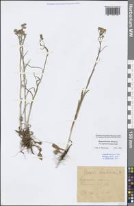 Crepis tectorum L., Eastern Europe, Central forest-and-steppe region (E6) (Russia)