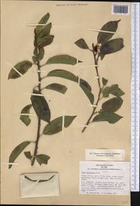 Ilex chinensis Sims, America (AMER) (United States)