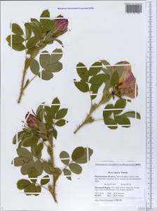 Rosa rugosa Thunb., Eastern Europe, Northern region (E1) (Russia)
