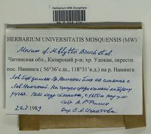 Mnium blyttii Bruch & Schimp., Bryophytes, Bryophytes - Baikal & Transbaikal regions (B18) (Russia)