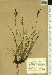 Carex microchaeta subsp. nesophila (Holm) D.F.Murray, Siberia, Chukotka & Kamchatka (S7) (Russia)