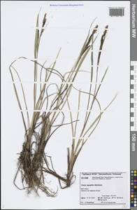Carex aquatilis Wahlenb., Siberia, Central Siberia (S3) (Russia)