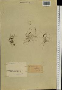 Ranunculus reptans L., Siberia, Baikal & Transbaikal region (S4) (Russia)