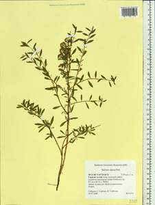 Spiraea alpina Pall., Siberia, Altai & Sayany Mountains (S2) (Russia)
