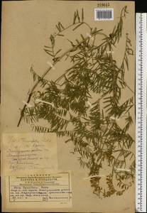 Vicia tenuifolia Roth, Eastern Europe, South Ukrainian region (E12) (Ukraine)
