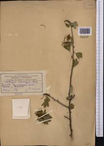 Crataegus pseudoheterophylla subsp. turkestanica (Pojark.) K. I. Chr., Middle Asia, Kopet Dag, Badkhyz, Small & Great Balkhan (M1) (Turkmenistan)
