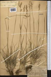 Festuca olgae (Regel) Krivot., Middle Asia, Western Tian Shan & Karatau (M3) (Kazakhstan)