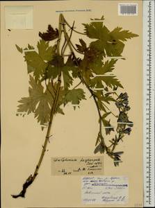 Delphinium dasycarpum Stev. ex DC., Caucasus, North Ossetia, Ingushetia & Chechnya (K1c) (Russia)