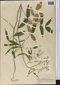 Sium sisarum L., Middle Asia, Dzungarian Alatau & Tarbagatai (M5) (Kazakhstan)