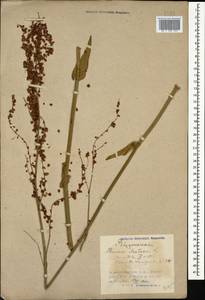 Rumex acetosa L., Caucasus, Azerbaijan (K6) (Azerbaijan)