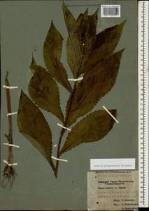 Senecio propinquus Schischk., Caucasus, Krasnodar Krai & Adygea (K1a) (Russia)