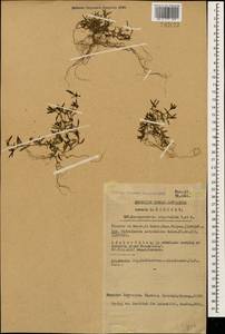 Oldenlandia capensis var. pleiosepala Bremek., Caucasus, Georgia (K4) (Georgia)