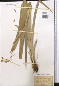 Iris halophila var. sogdiana (Bunge) Skeels, Middle Asia, Syr-Darian deserts & Kyzylkum (M7)