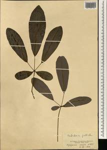 Tabebuia pallida (Lindl.) Miers, Africa (AFR) (Seychelles)