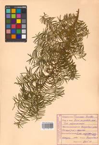 Taxus cuspidata Siebold & Zucc., Siberia, Russian Far East (S6) (Russia)