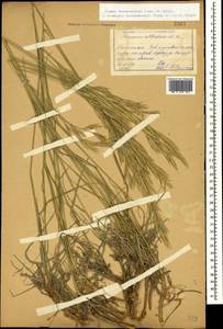 Bromus biebersteinii Roem. & Schult., Caucasus, Dagestan (K2) (Russia)