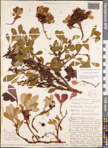 Arctostaphylos alpinus (L.) Spreng., Siberia, Yakutia (S5) (Russia)