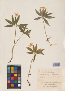 Anemone ranunculoides L., Eastern Europe, North Ukrainian region (E11) (Ukraine)