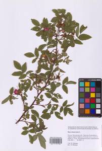 Rosa majalis Herrm., Eastern Europe, Moscow region (E4a) (Russia)