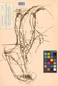 Sparganium hyperboreum Laest. ex Beurl., Siberia, Chukotka & Kamchatka (S7) (Russia)