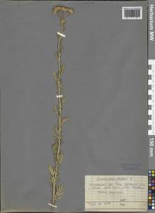 Jacobaea erucifolia subsp. erucifolia, Siberia, Baikal & Transbaikal region (S4) (Russia)