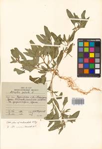 Atriplex subcordata Kitag., Siberia, Russian Far East (S6) (Russia)